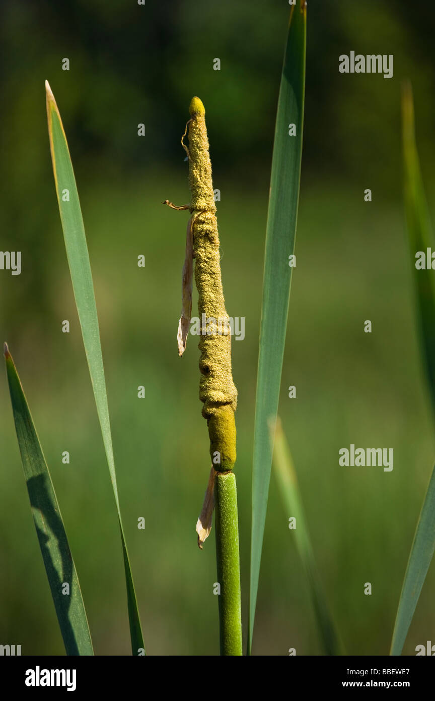 La floraison de quenouilles (Typha latifolia reed commun pollen fleurs de l'eau de lac étang homme femme vert jaune printemps wate Banque D'Images