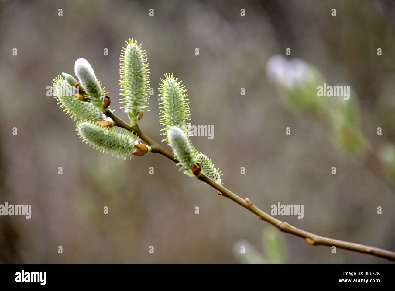 Willow, Salix de MacKenzie, prolixa Salicaceae, originaire de Californie et l'Ouest des Etats-Unis Banque D'Images