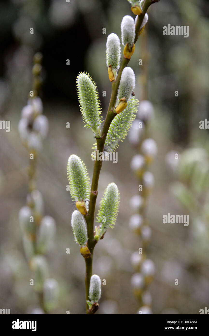Willow, Salix de MacKenzie, prolixa Salicaceae, originaire de Californie et l'Ouest des Etats-Unis Banque D'Images