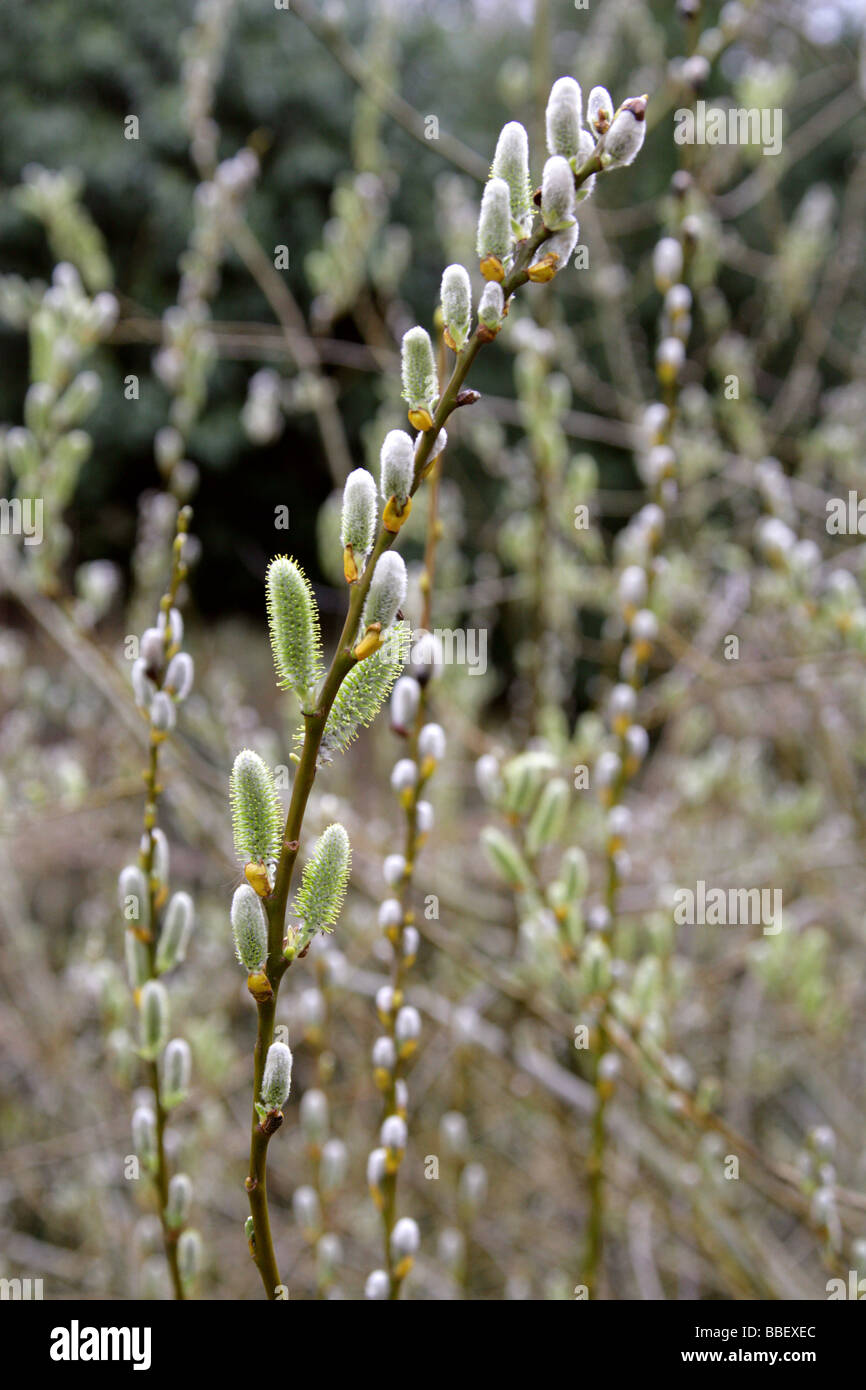 Willow, Salix de MacKenzie, prolixa Salicaceae, originaire de Californie et l'Ouest des Etats-Unis Banque D'Images