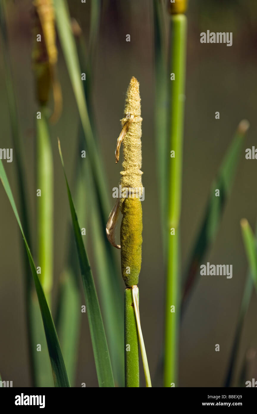 La floraison de quenouilles (Typha latifolia reed commun pollen fleurs de l'eau de lac étang homme femme vert jaune printemps wate Banque D'Images