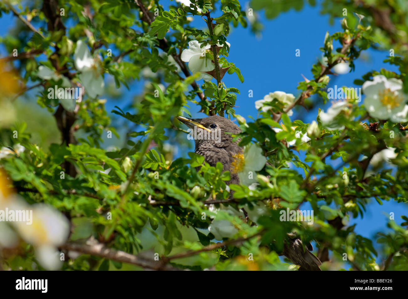 Printemps jeune oiseau noir blackbird Turdus merula eurasien sittin dans un arbre bush floraison printemps ensoleillé soleil chant chanter Banque D'Images