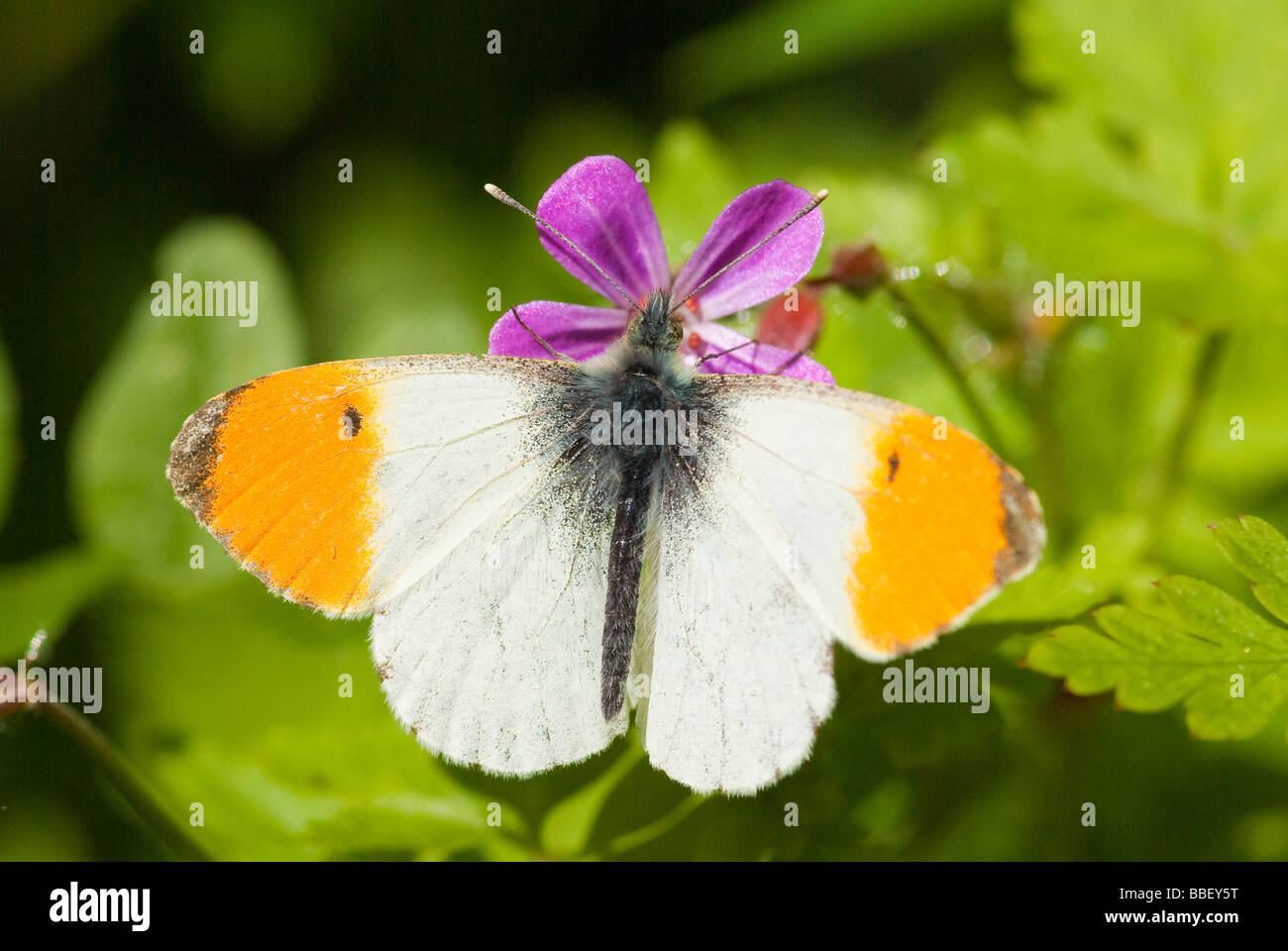 Papillon Orange Tip (Anthocharis cardamines) Banque D'Images