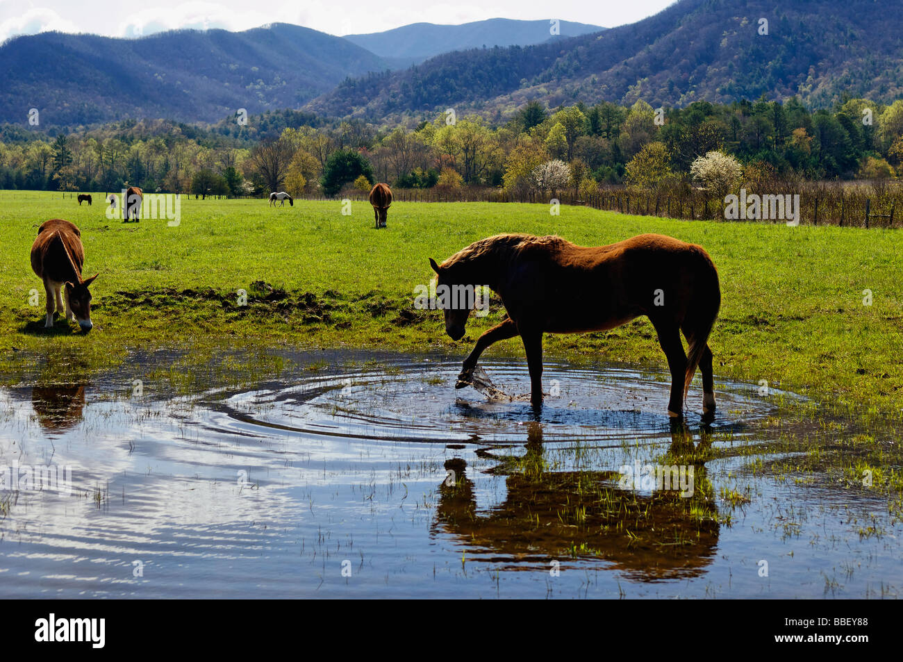 L'incitation à l'eau et l'âne dans le pâturage en Cades Cove le Great Smoky Mountains National Park Utah Banque D'Images