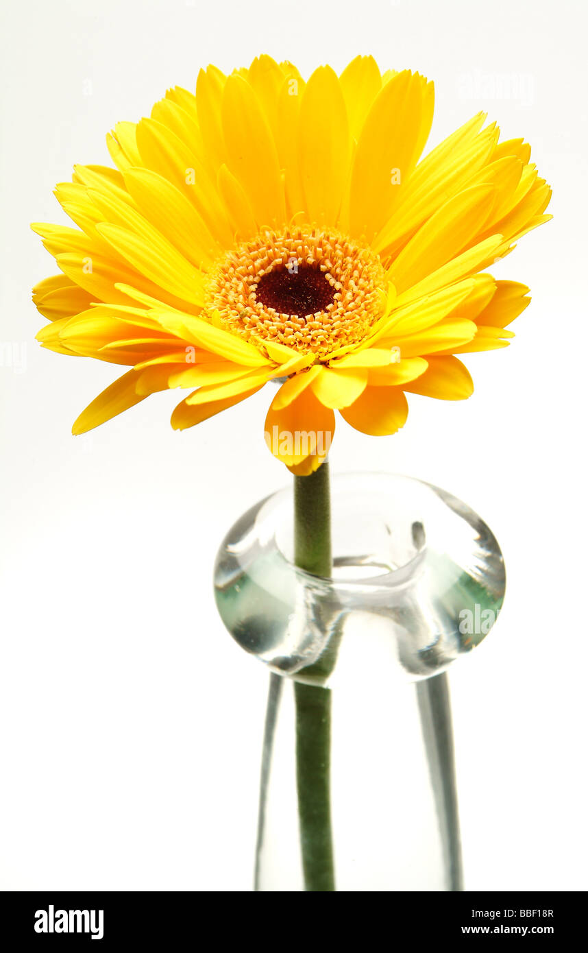 Une fleur jaune sur fond blanc gerber studio background Banque D'Images