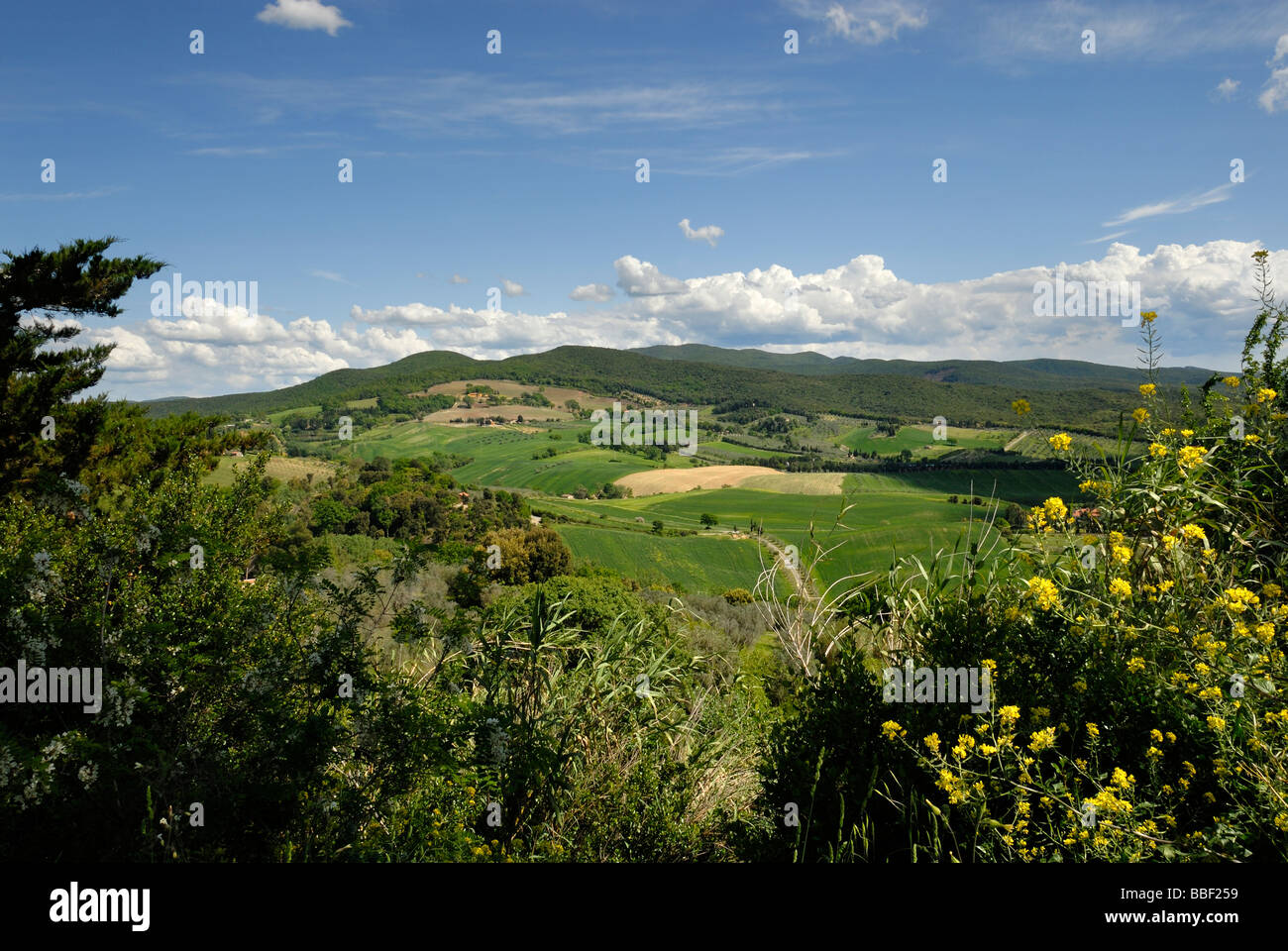 Toscane (Toscana) Italie, les plantes à fleurs et des vignobles à travers les collines avec montagnes en arrière-plan Banque D'Images