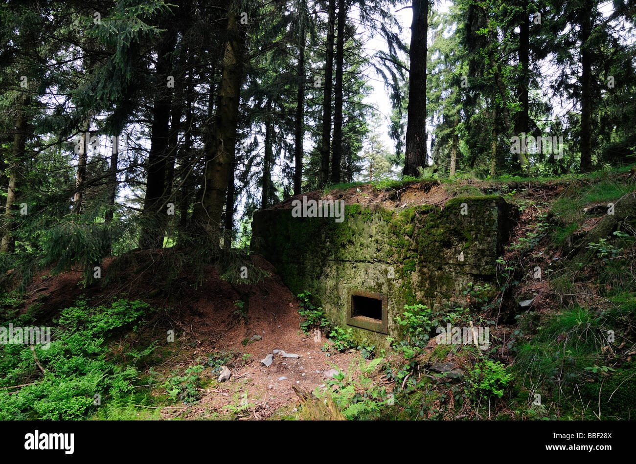 La ligne Siegfried bunker allemand en Allemagne, forêt Huertgenwald Banque D'Images