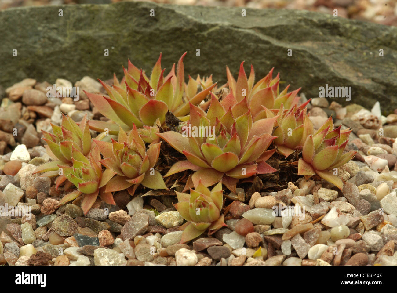 Sempervivum var. Woolcotts Variété Banque D'Images