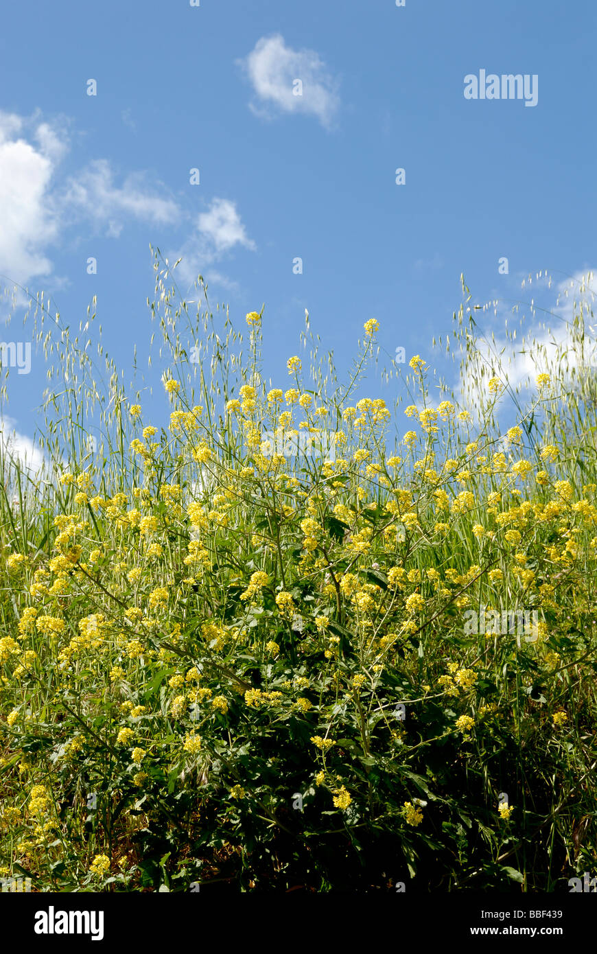 Toscane (Toscana) Italie, grappe de fleurs jaunes contre sky avec le cloud Banque D'Images