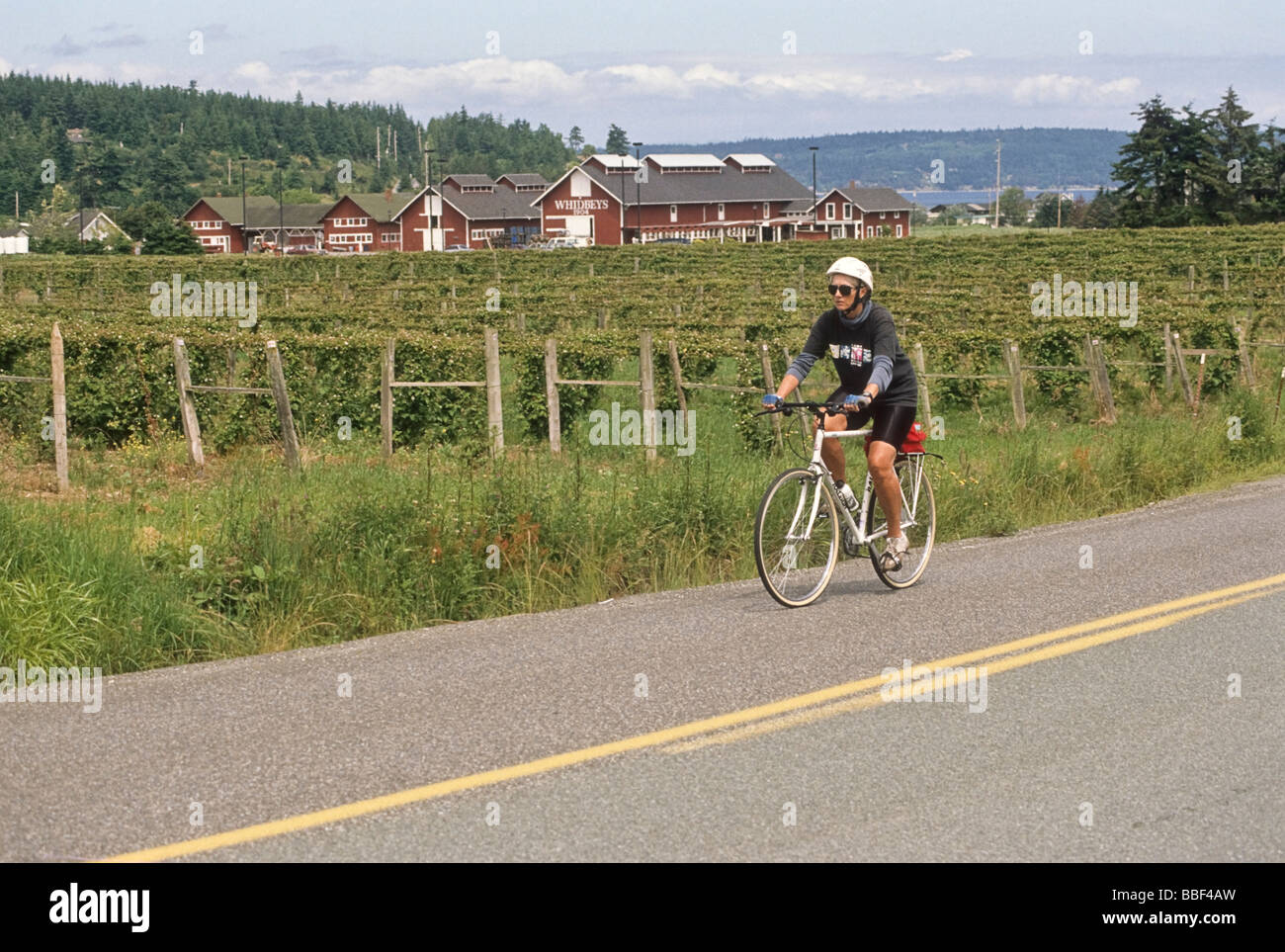 Woman bicycle rider rides passé Whidbey Island Winery sur l'île de Whidbey WA USA Banque D'Images