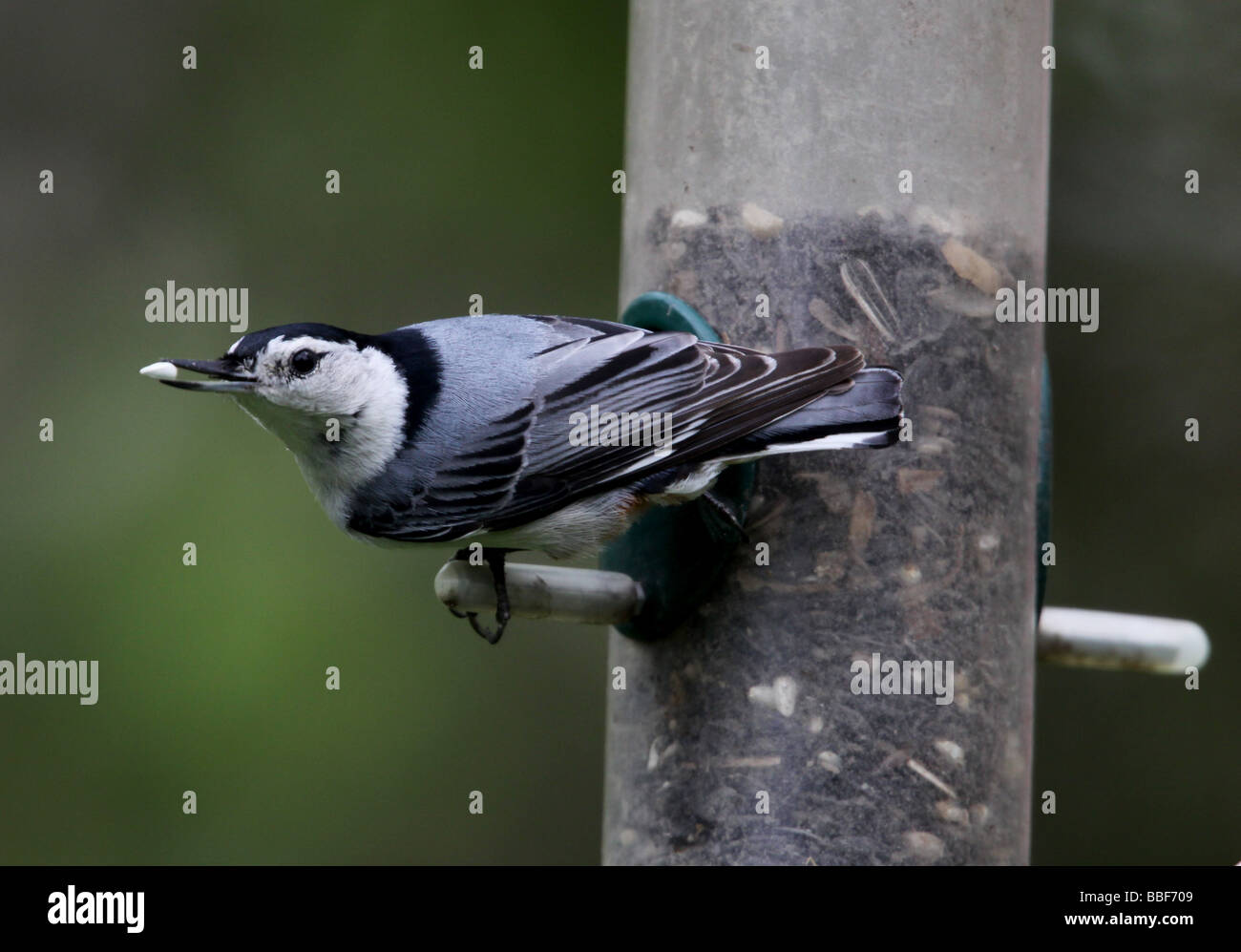 Mangeoire pour oiseaux sitelle à poitrine blanche Banque D'Images