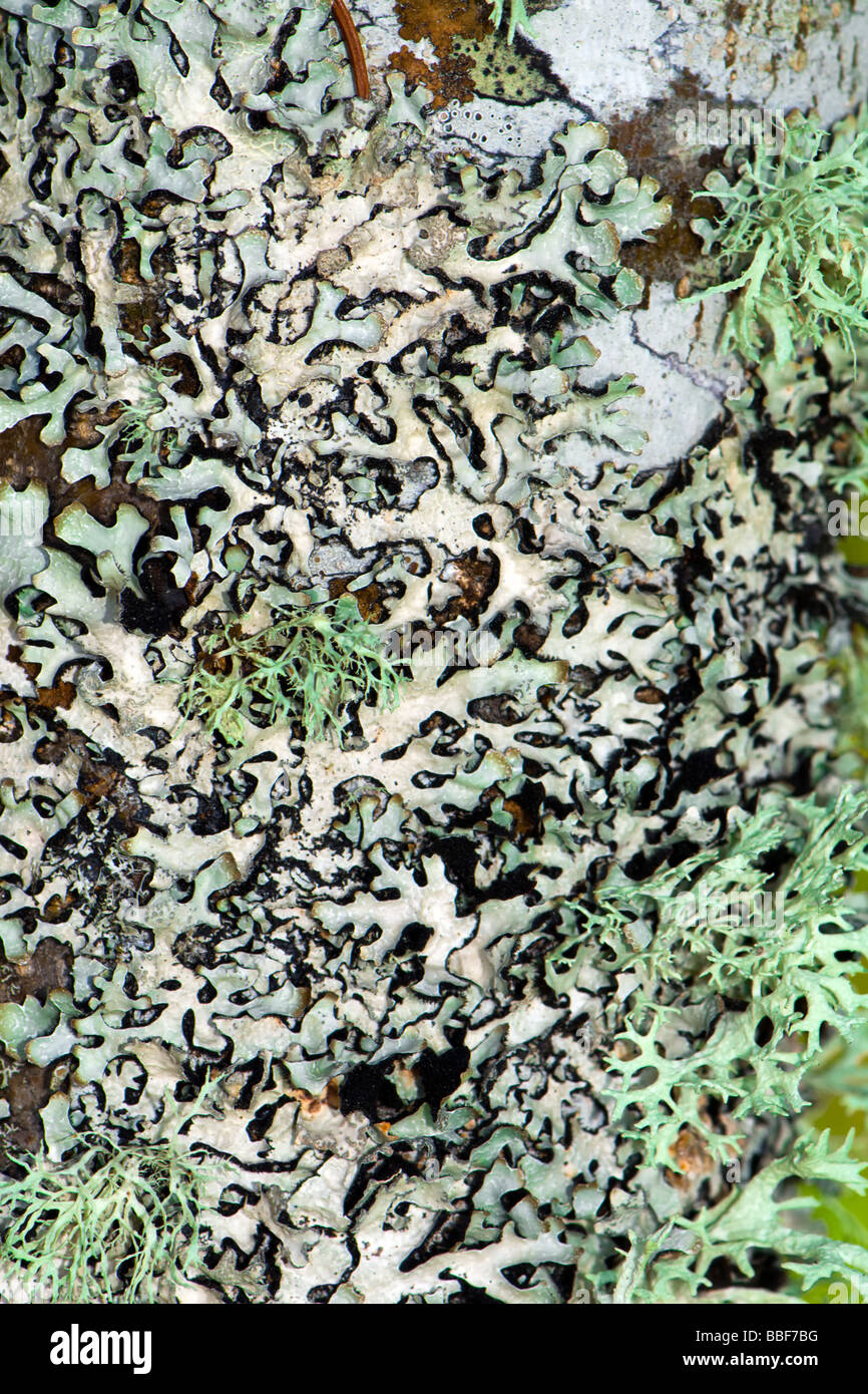 Extreme close up de la croissance des lichens couvrant le vieux pommier au printemps Banque D'Images