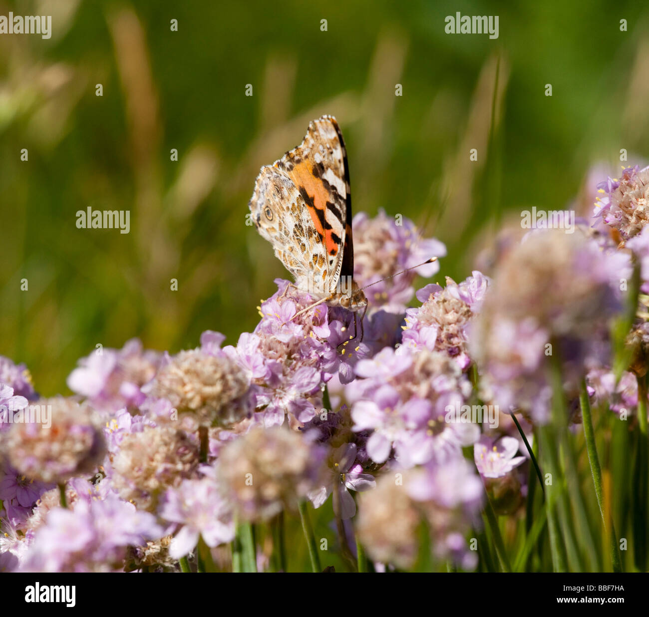 Papillon belle dame, Vanessa cardui, sur l'épargne, l'Armeria maritima Banque D'Images