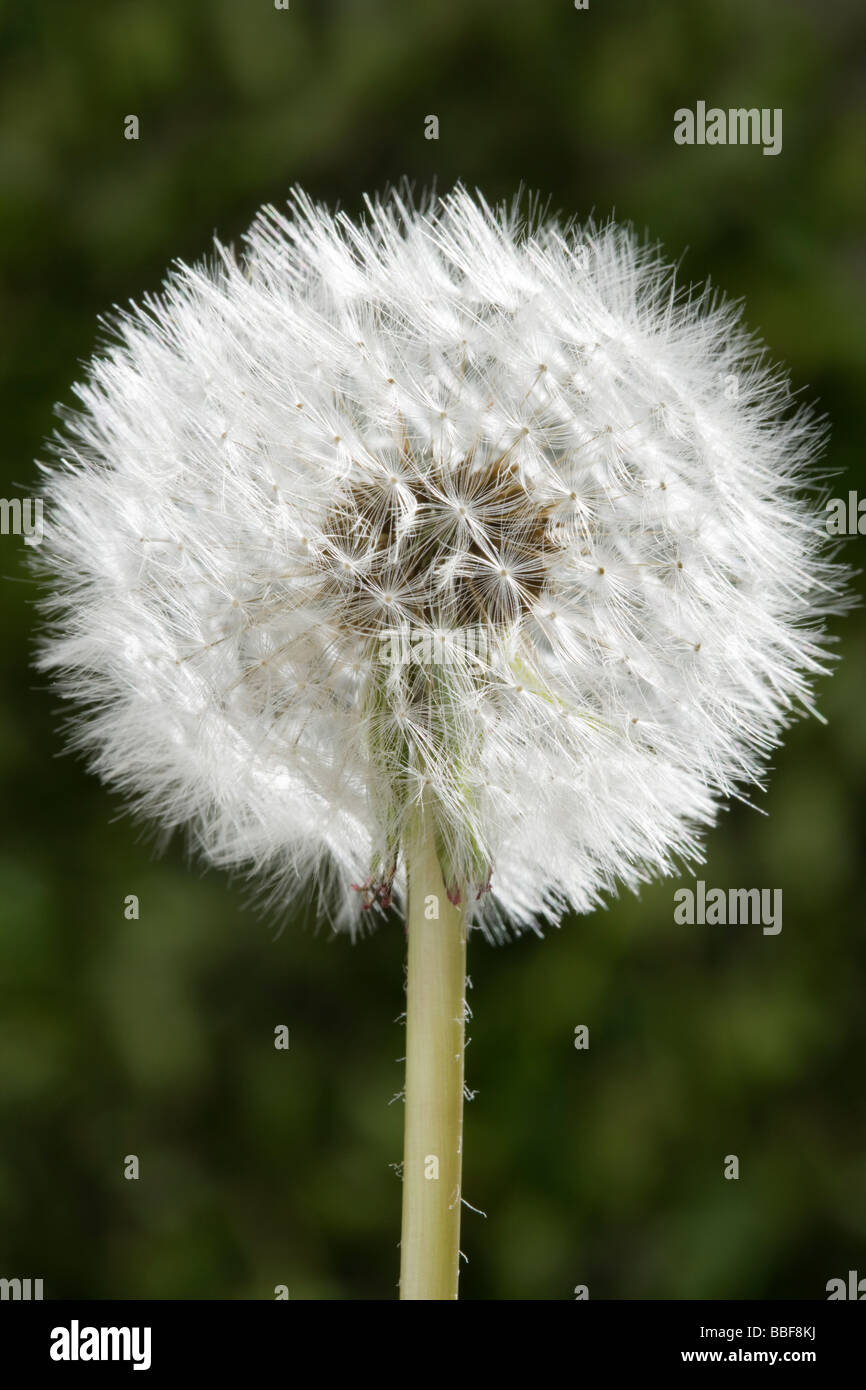 Graines de pissenlit. Taraxacum. UK. Banque D'Images