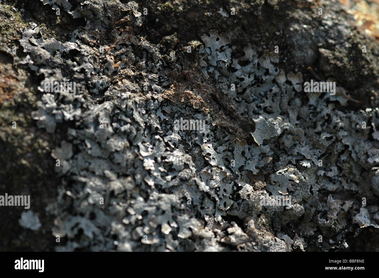 Lichen sur rocher Banque D'Images