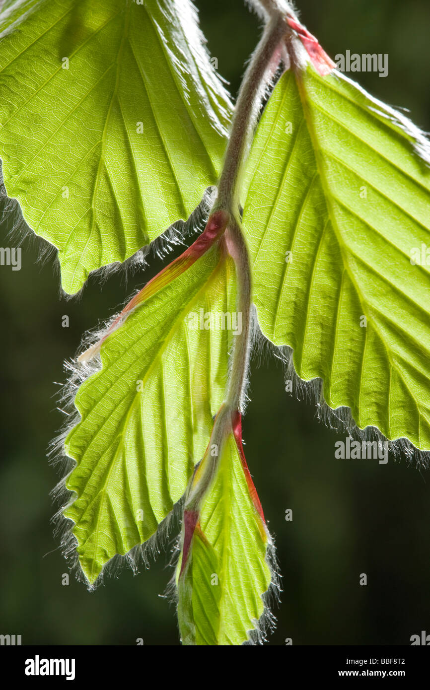 Feuilles de hêtre au printemps, Fagus sylvatica. UK Banque D'Images