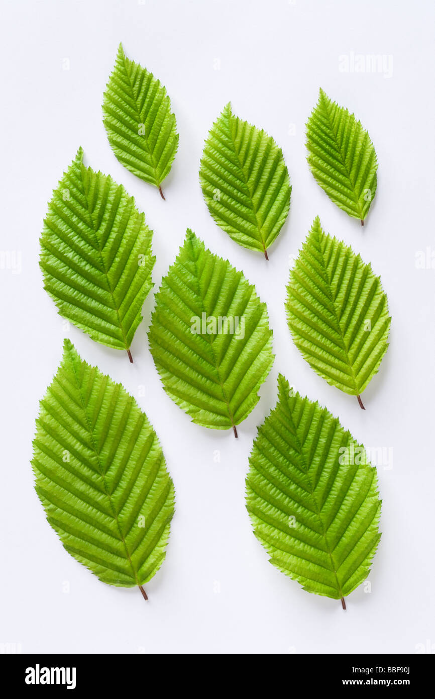 Les feuilles des arbres charme, Carpinus betulus. Banque D'Images