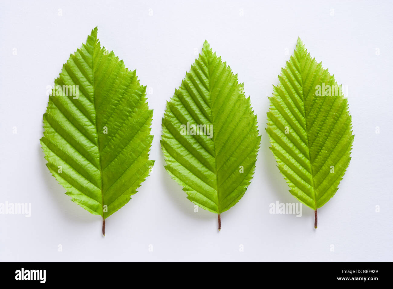 Les feuilles des arbres charme, Carpinus betulus. Banque D'Images