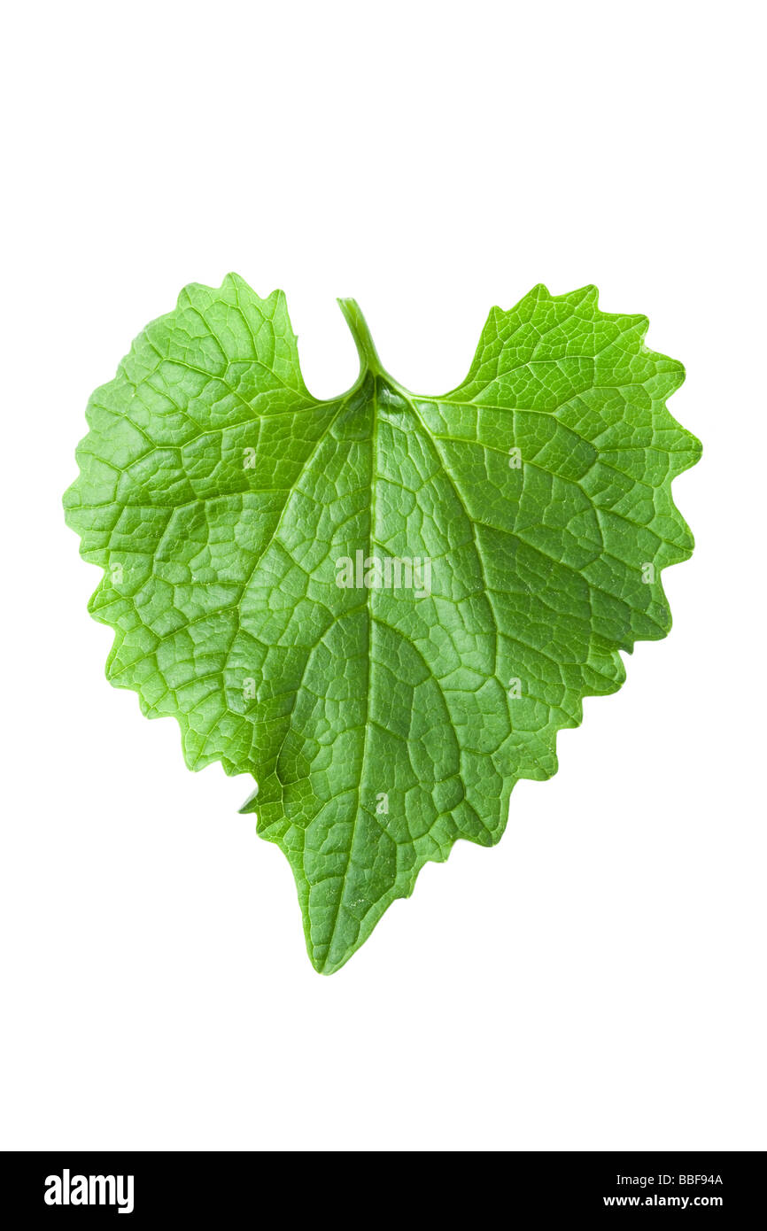 Feuilles en forme de coeur. À partir de l'alliaire officinale, Alliaria petiolata. UK Banque D'Images
