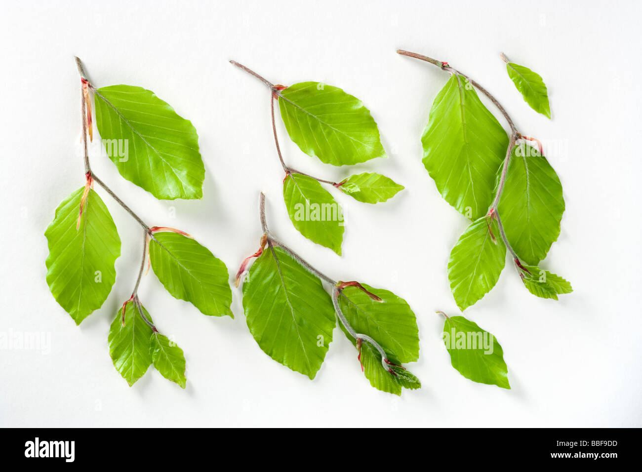 Printemps frais feuilles de hêtre, Fagus sylvatica. Banque D'Images
