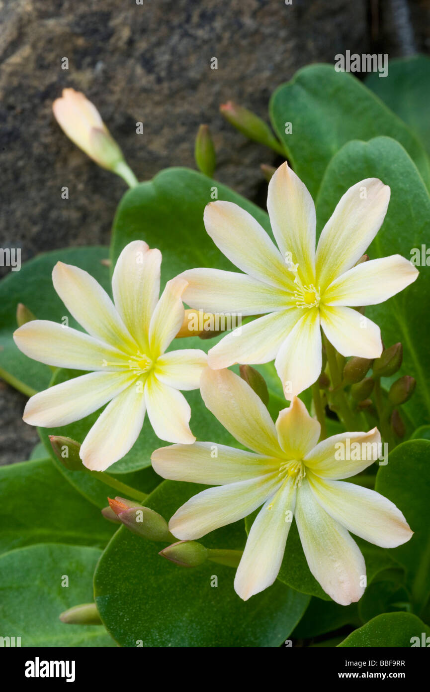 Wenatchee Rock Rose ou Tweedy (Lewisia tweedyi Lewisia est endémique), fleurs sauvages, des cascades de l'est Washington, USA, MAI Banque D'Images