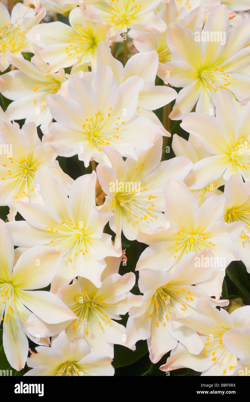 Wenatchee Rock Rose ou Tweedy (Lewisia tweedyi Lewisia est endémique), fleurs sauvages, des cascades de l'est Washington, USA, MAI Banque D'Images