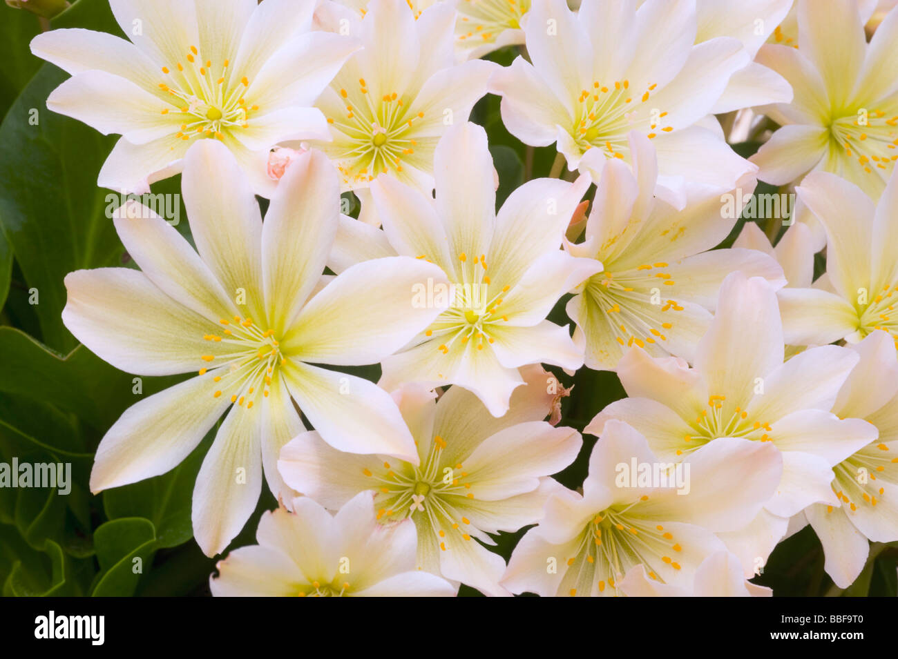 Wenatchee Rock Rose ou Tweedy (Lewisia tweedyi Lewisia est endémique), fleurs sauvages, des cascades de l'est Washington, USA, MAI Banque D'Images