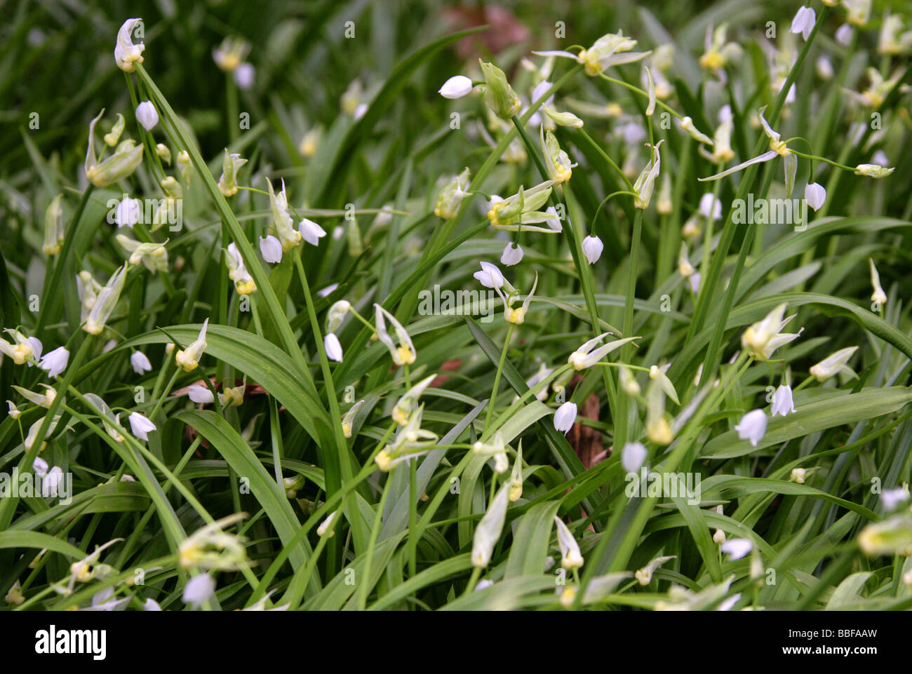 Le trichophore à feuilles de poireau ou peu de l'Ail, Allium paradoxum, Liliaceae Banque D'Images