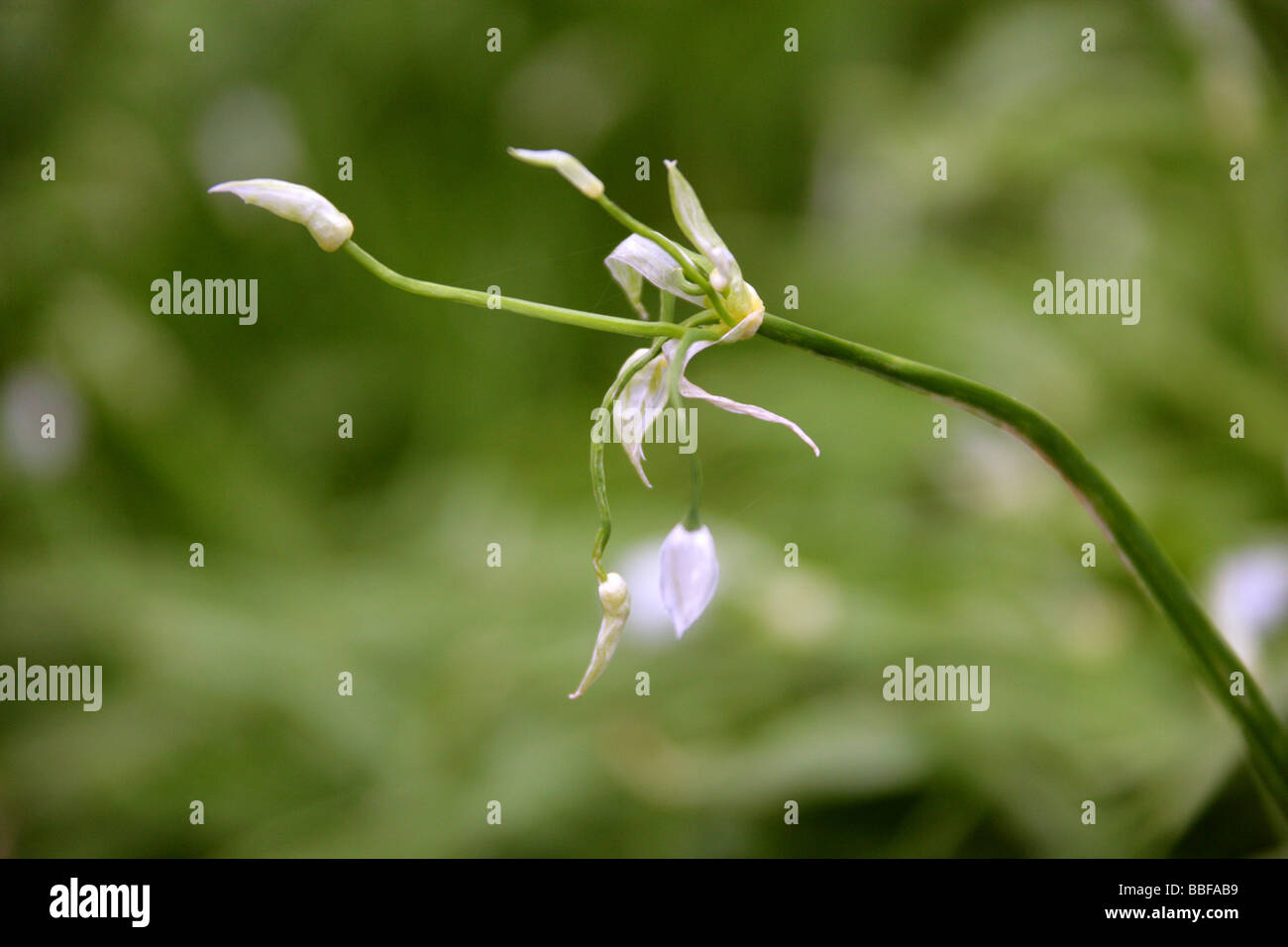 Le trichophore à feuilles de poireau ou peu de l'Ail, Allium paradoxum, Liliaceae Banque D'Images