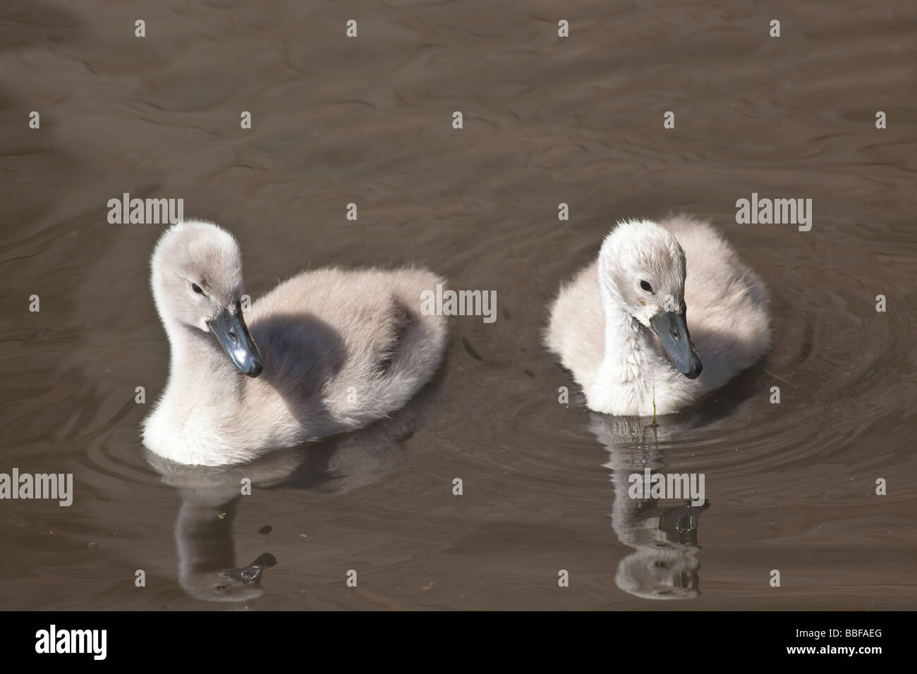 Deux jeunes cygnets Cygne tuberculé Cygnus olor Shropshire England UK Royaume-Uni GB Grande-bretagne Îles britanniques Europe EU Banque D'Images