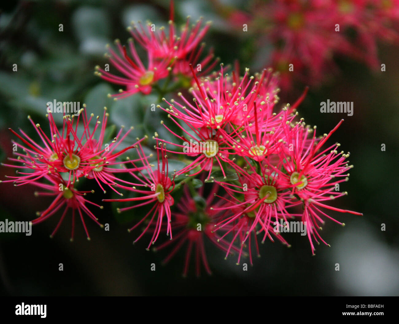 Rata Vine aka Carmine Rata ou Crimson Rata, Metrosidos carminea, Myrtaceae. Nouvelle-Zélande Banque D'Images