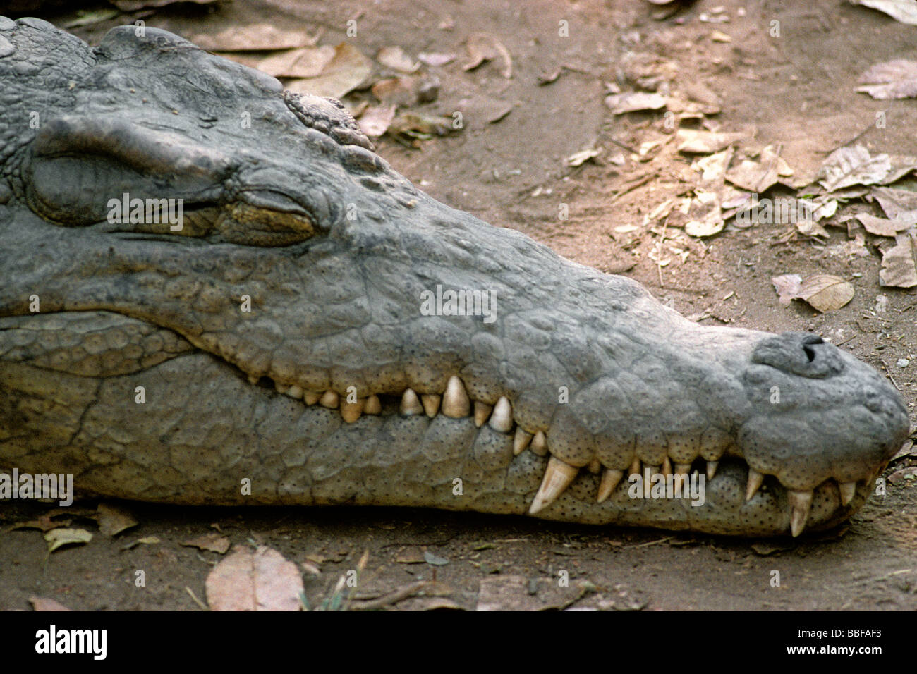 Crocodile du Nil Crocodylus niloticus avec les mâchoires fermées montrant le museau pointu Banque D'Images