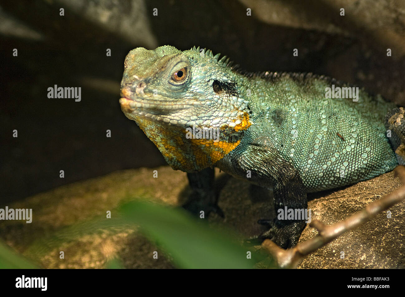 Dragon d'eau Physignathus lesueurii Gippsland howitti Australie Banque D'Images