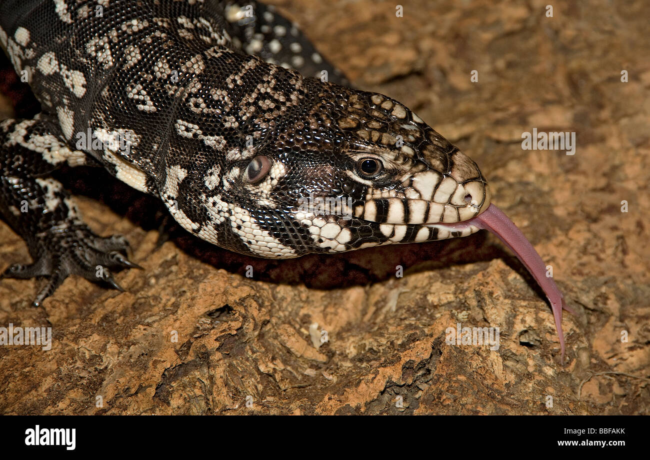 Noir et blanc tégu colombien ou tégu commun avec la langue, un lézard