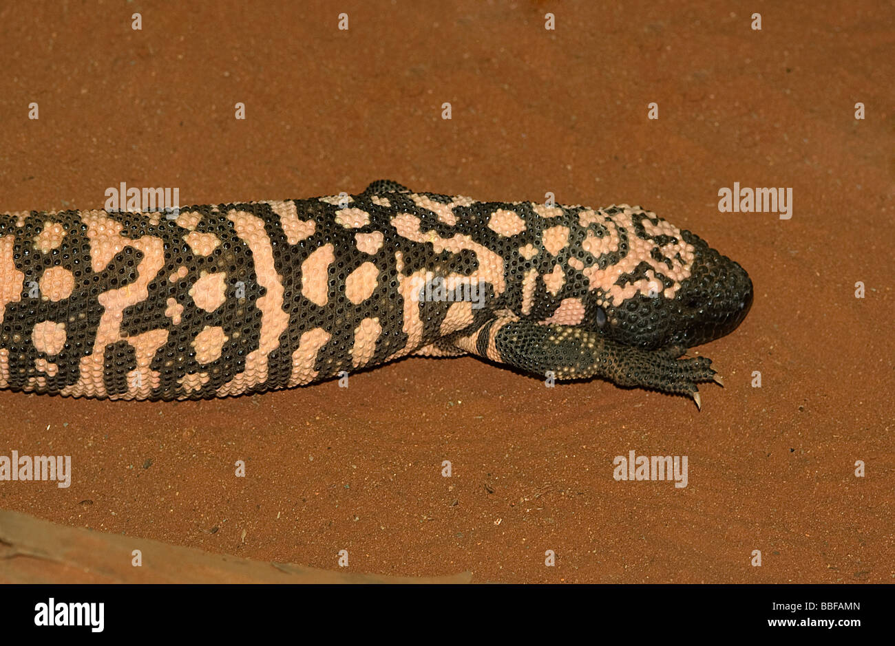 Chef de Gila monster from USA déserts Banque D'Images