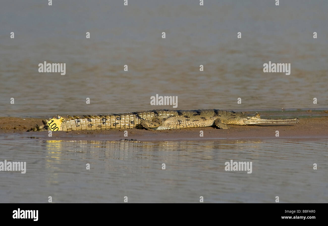 Tagged gavial sur banc de Chambal Inde Banque D'Images