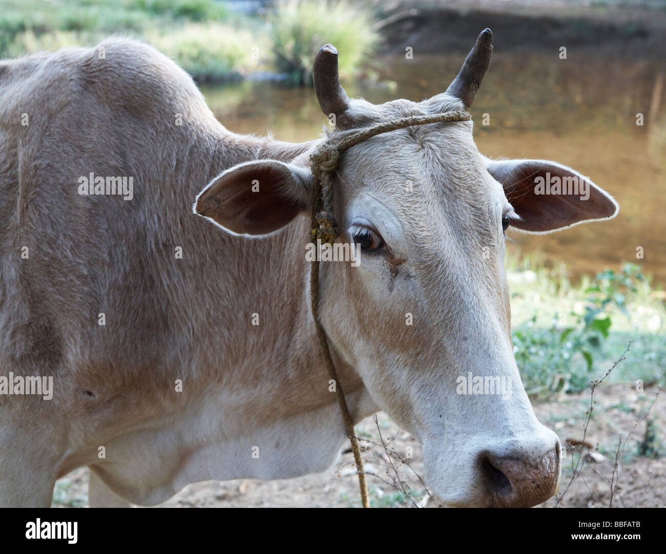 Vache sacrée Kerala Inde Banque D'Images