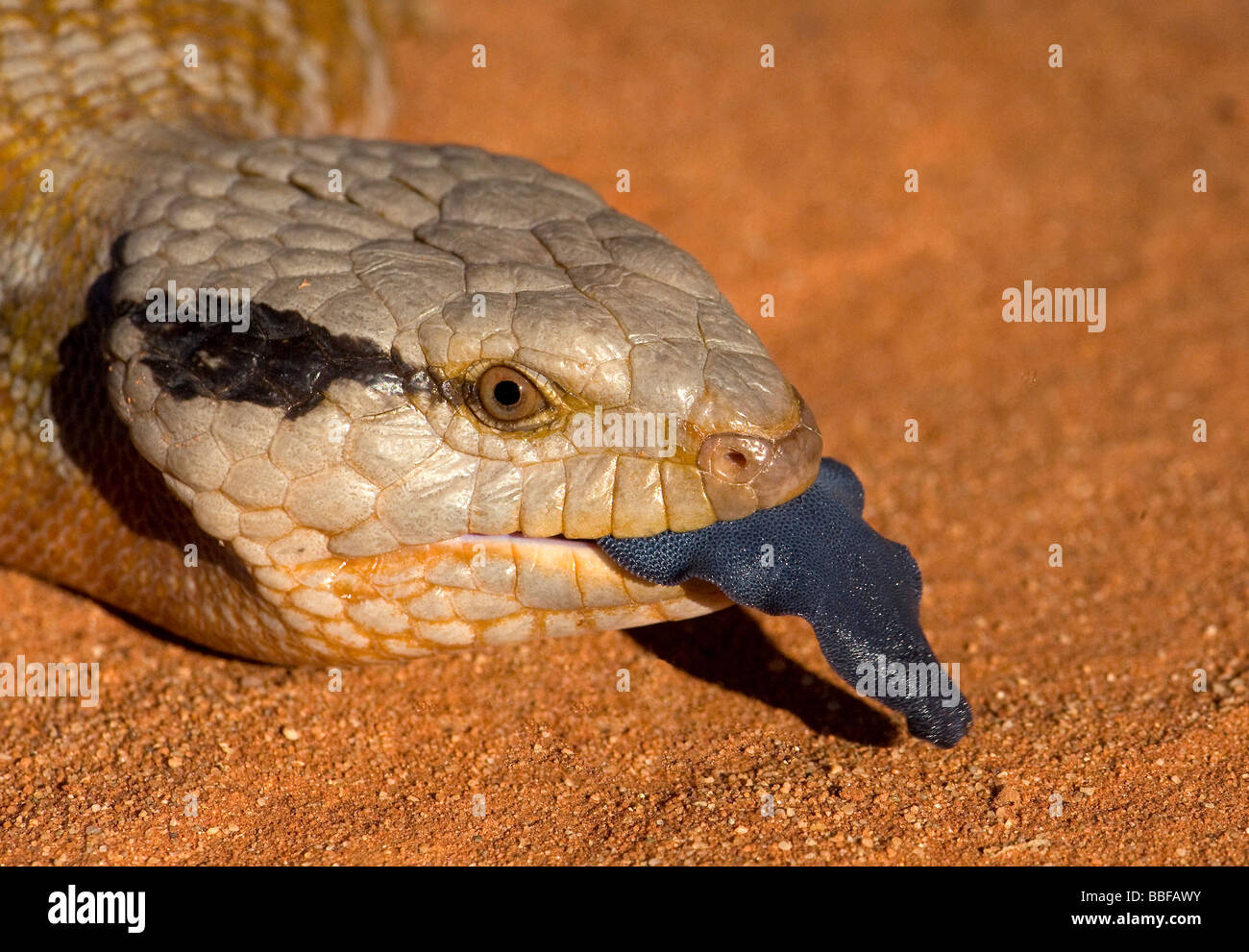 De langue maternelle langue bleue Centralian scinque de l'Australie Banque D'Images