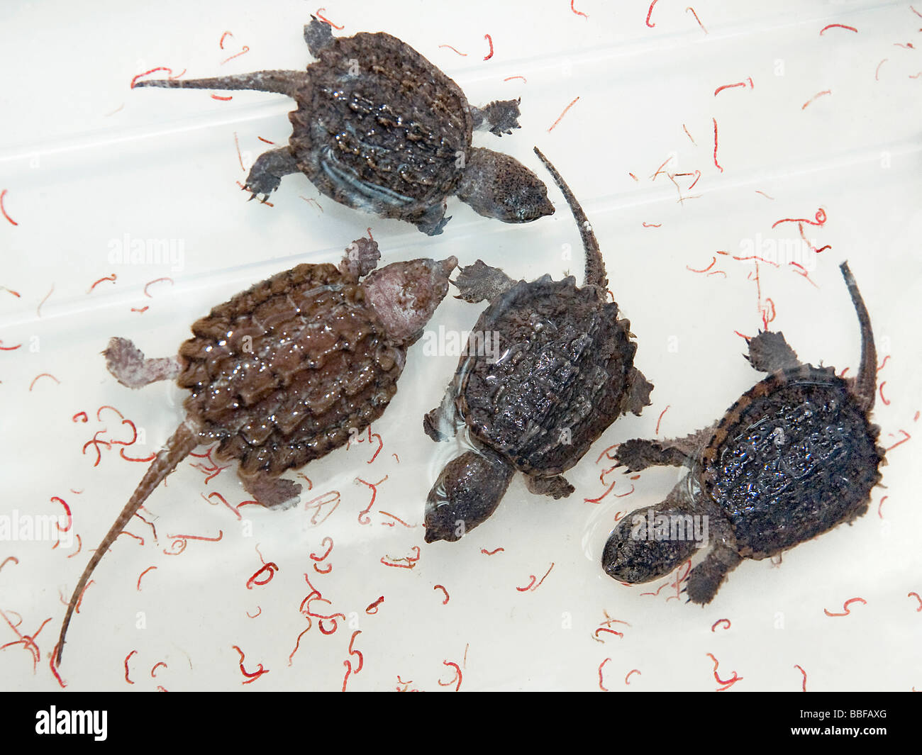 Bébé tortues serpentines alligator Macrochelys temminckii avec vase à vendre à Hong Kong Banque D'Images