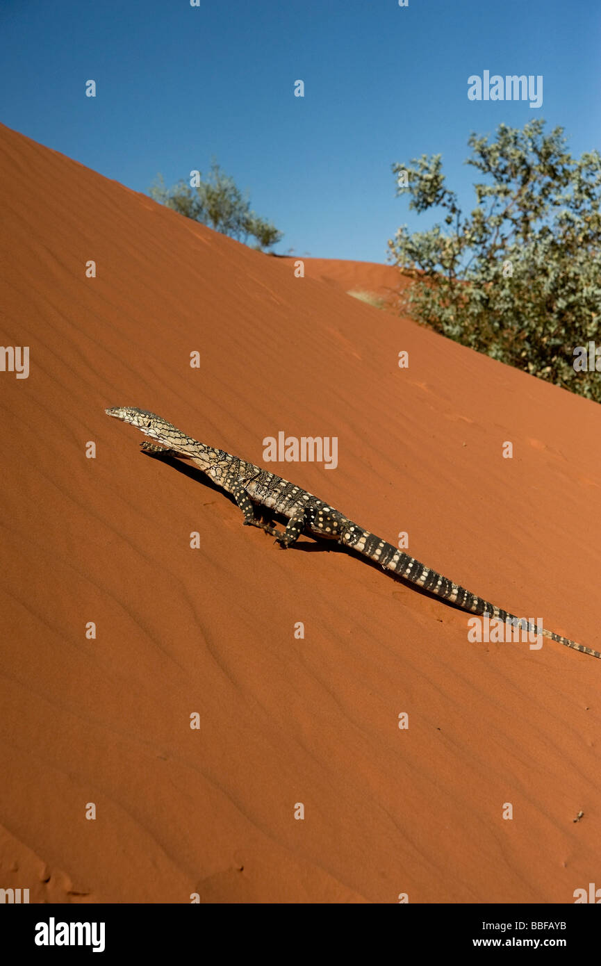 Le goanna Perentie sur dune de sable rouge de l'Australie Banque D'Images