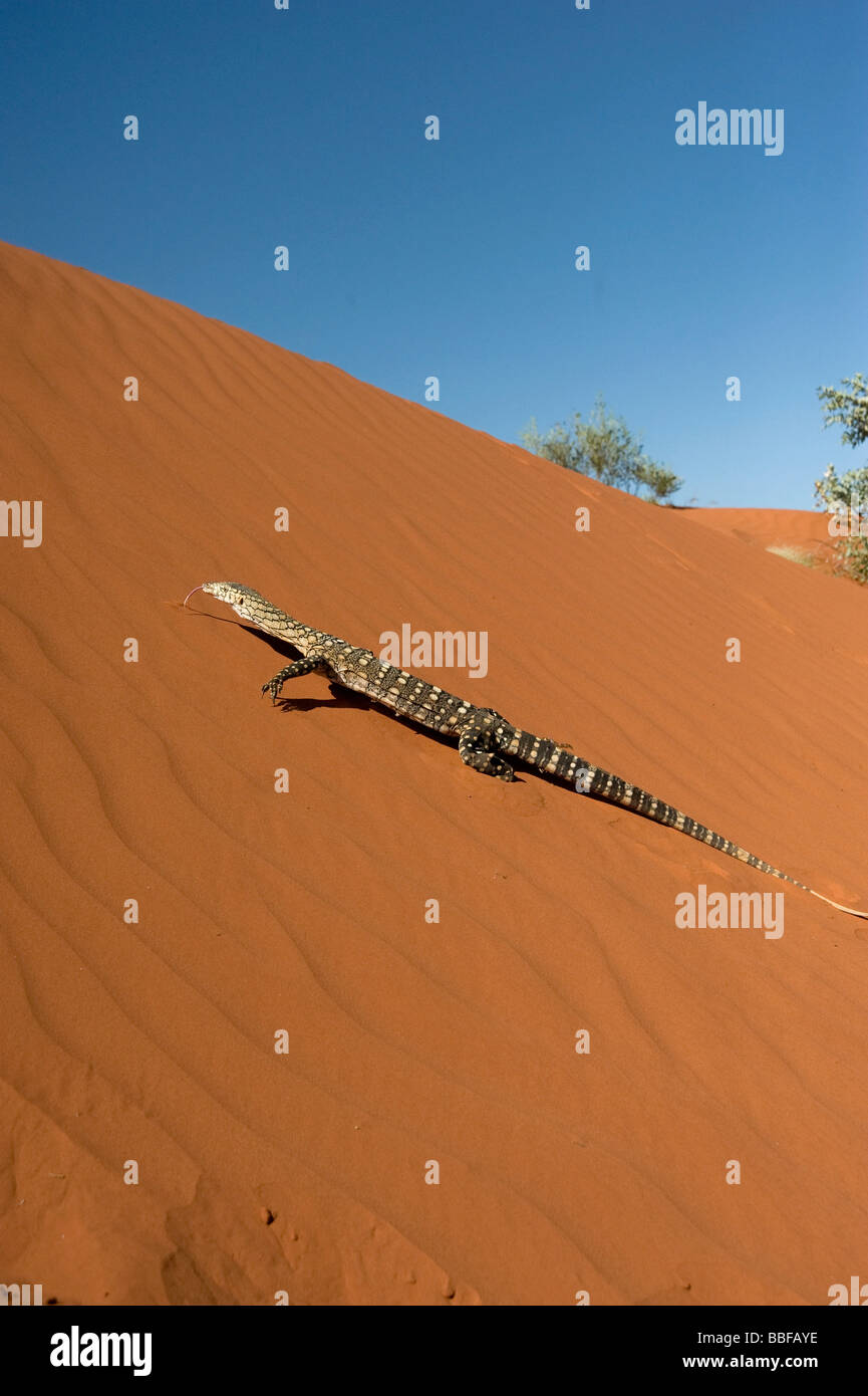 Le goanna Perentie sur dune de sable rouge de l'Australie Banque D'Images