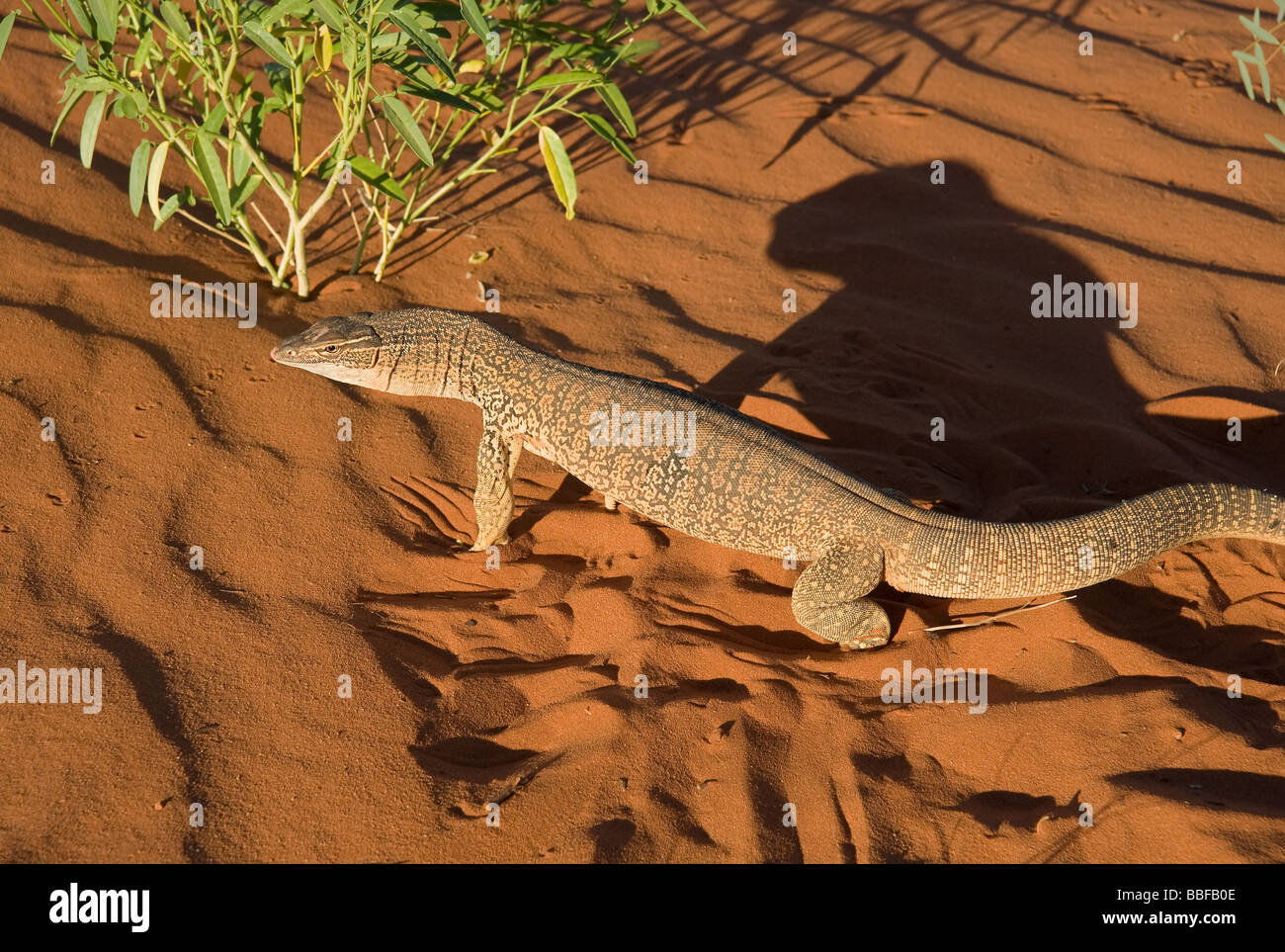 Le goanna sable ou Goulds Varanus gouldii moniteur sur une dune de sable rouge à la première lumière près d'Alice Springs Australie Banque D'Images