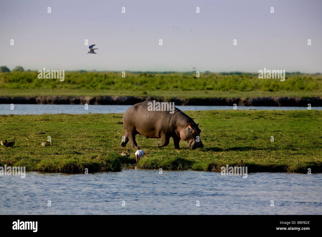 Hippo au Botswana Banque D'Images