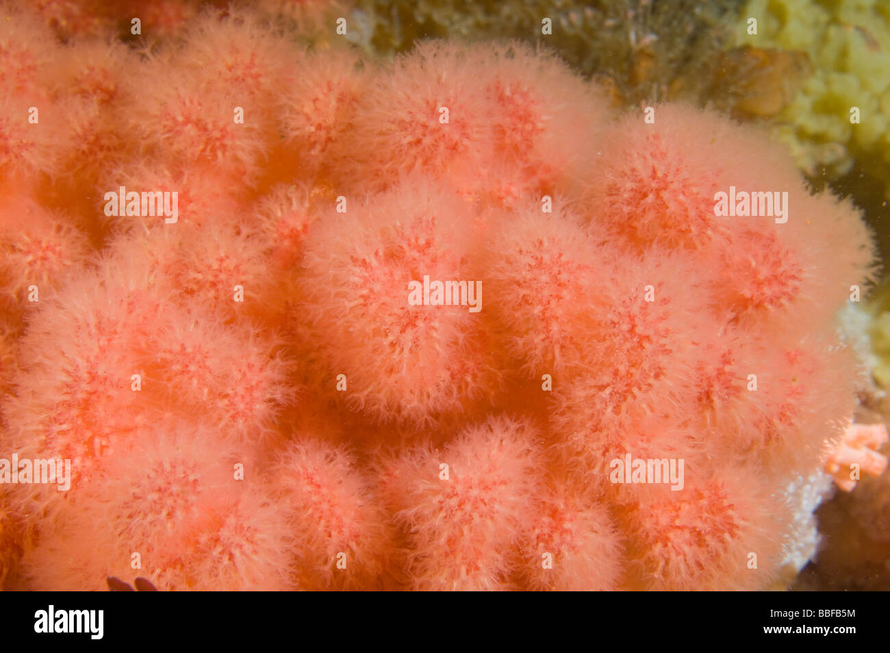 Mer de corail mou de Coldwater Strawberry Gersemia rubiformis sud-est de l'Alaska Banque D'Images
