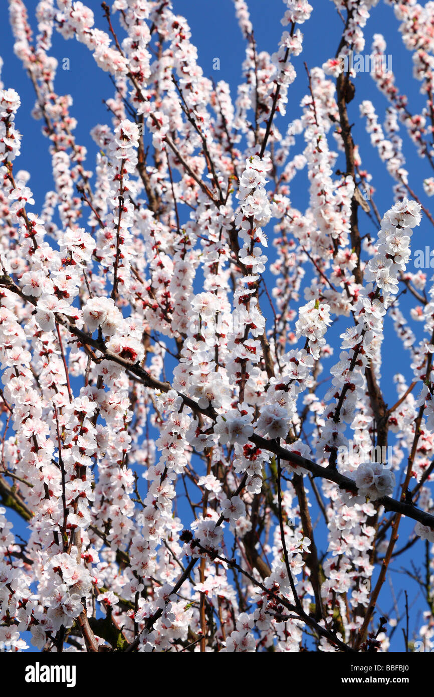 En fleurs fleurs abricot contre ciel bleu ensoleillé Armeniaca vulgaris Banque D'Images