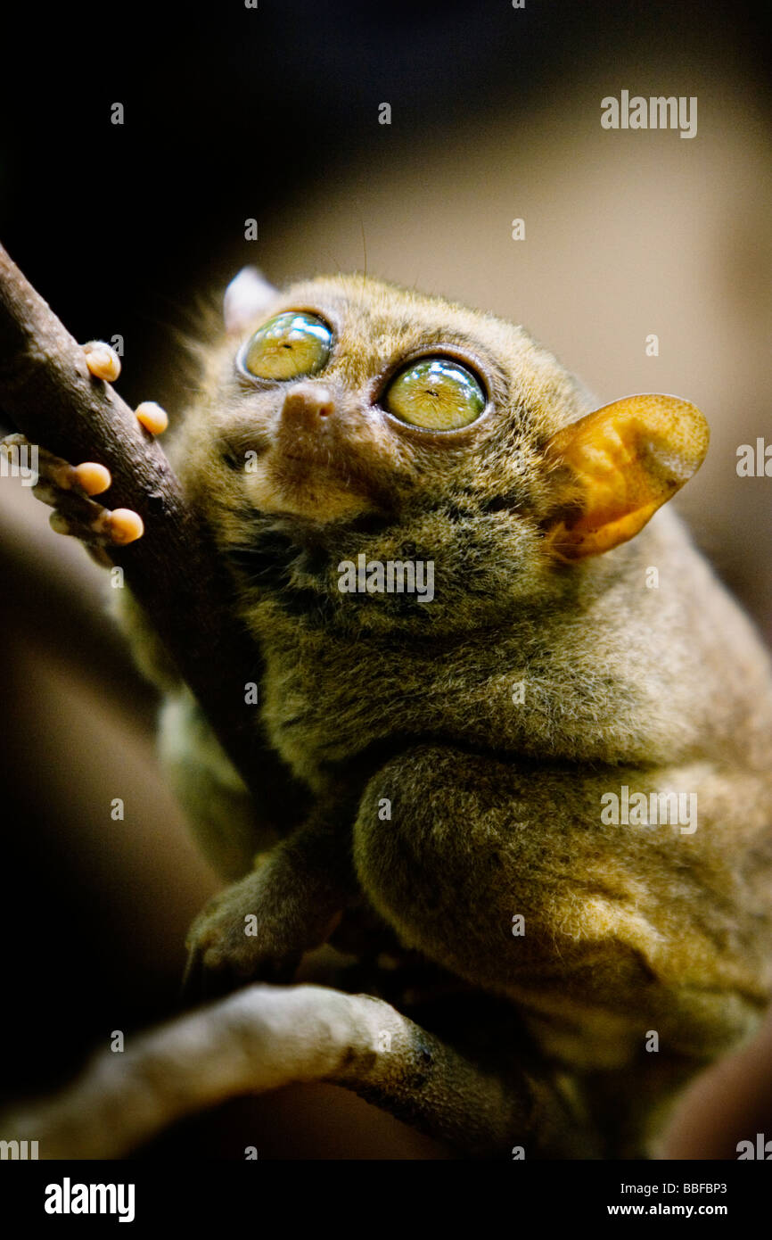 A Tarsier des yeux qui sont plus grand que c'est le cerveau. L'île de Bohol, Philippines. Banque D'Images