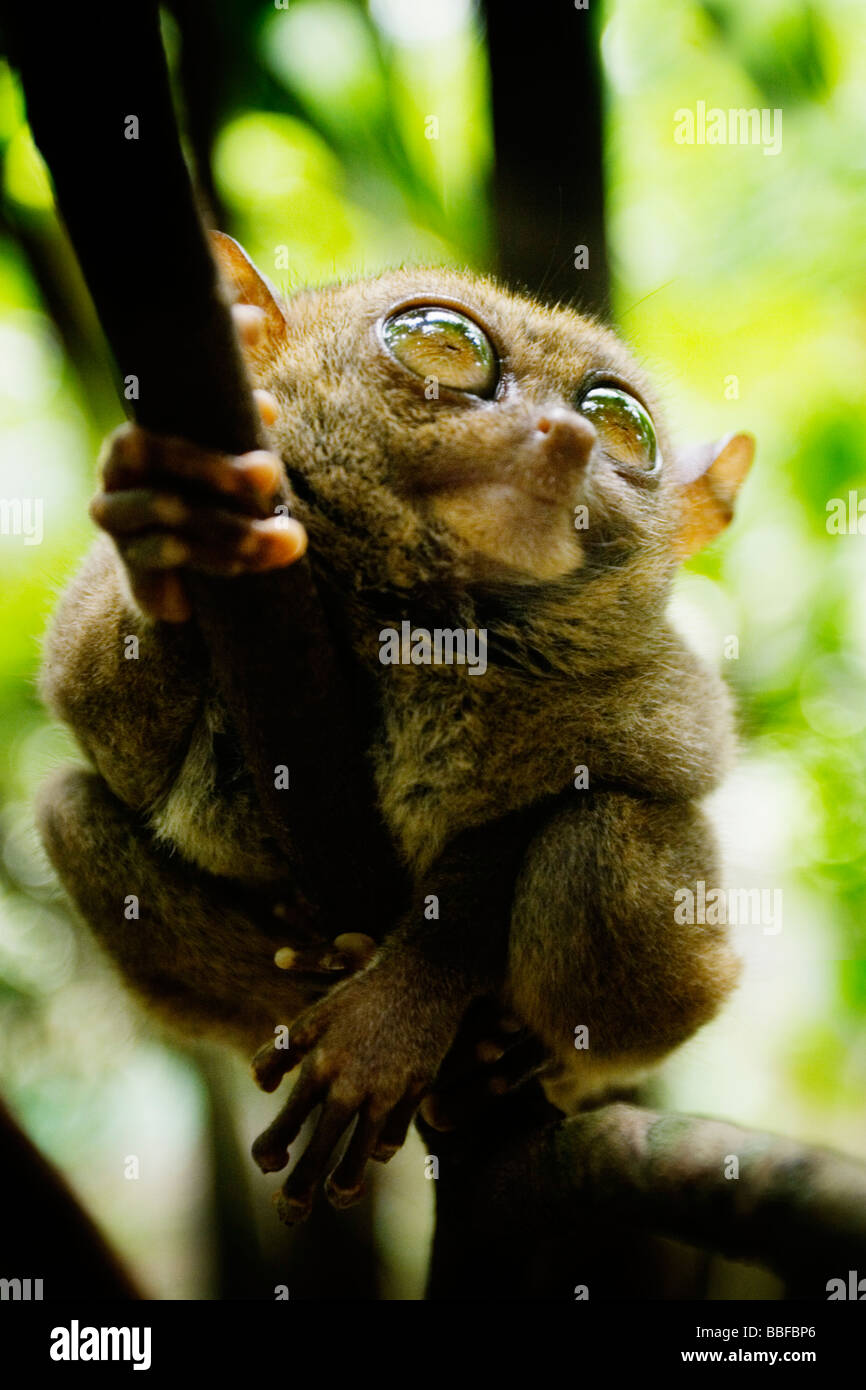 A Tarsier des yeux qui sont plus grand que c'est le cerveau. L'île de Bohol, Philippines. Banque D'Images
