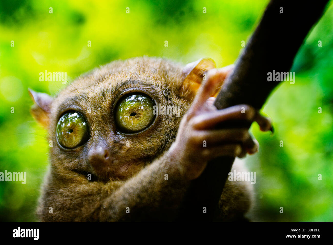 A Tarsier des yeux qui sont plus grand que c'est le cerveau. L'île de Bohol, Philippines. Banque D'Images