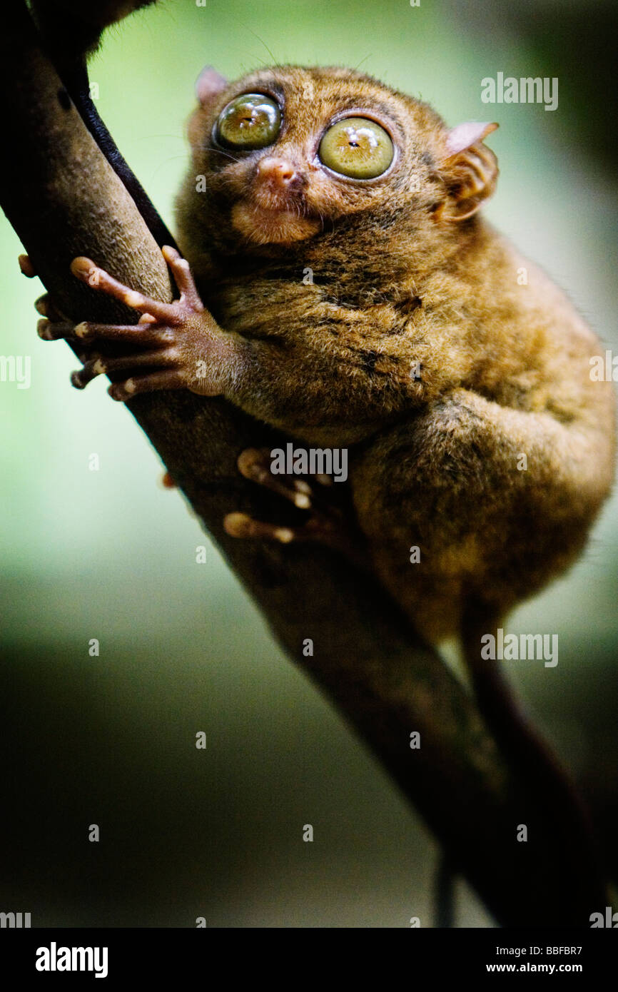 A Tarsier des yeux qui sont plus grand que c'est le cerveau. L'île de Bohol, Philippines. Banque D'Images