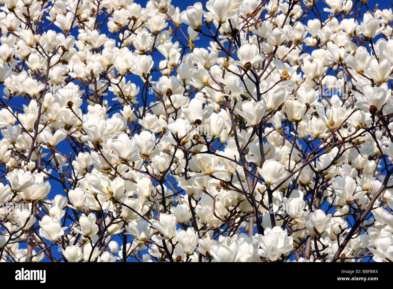 Magnolia en fleurs fleurs blanches contre ciel bleu ensoleillé Magnolia denudata Banque D'Images